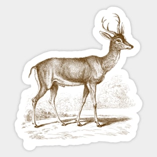 Roe Deer Vintage Wildlife Illustration Sticker